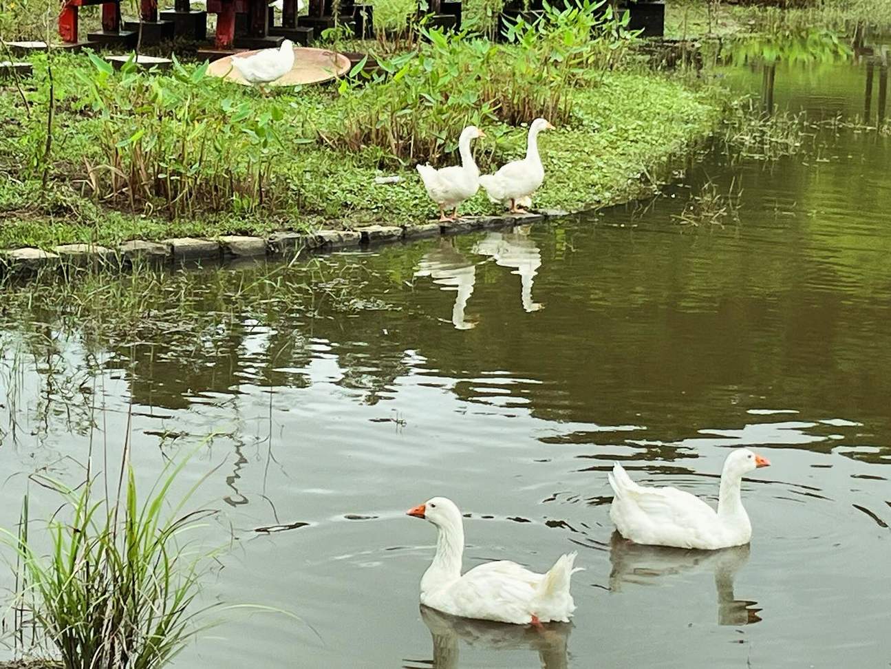 Nuova Taipei: Dannei Dannei Wild Luxury Manor