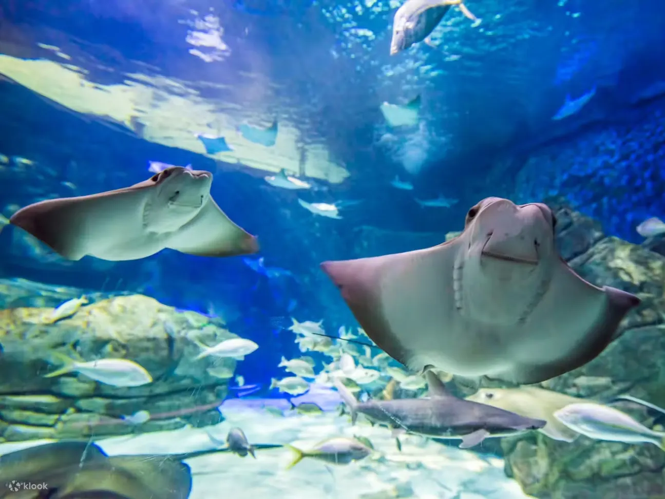 加拿大里普利水族馆：夜幕降临后的鲨鱼