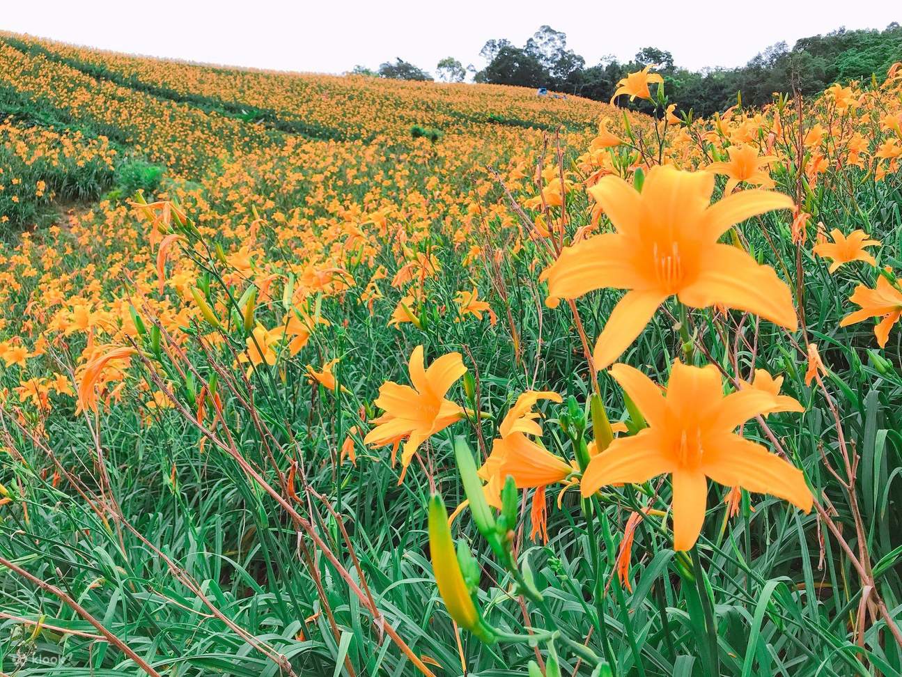 Taim Ali Taitung Taimali Daylily Flower Season Tour (Departure from Taitung City ...