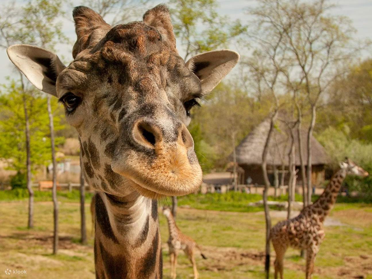 納什維爾動物園快速通道門票