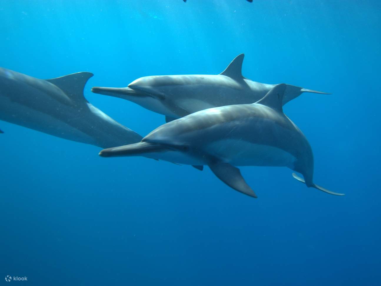 Este viaje ecológico combina vida silvestre, esnórquel y espíritu aloha a la perfección