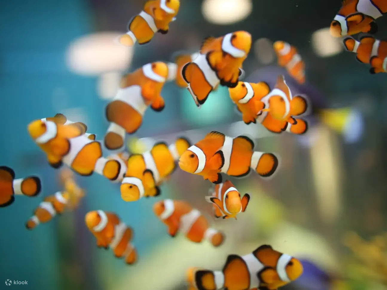 加拿大里普利水族馆：夜幕降临后的鲨鱼