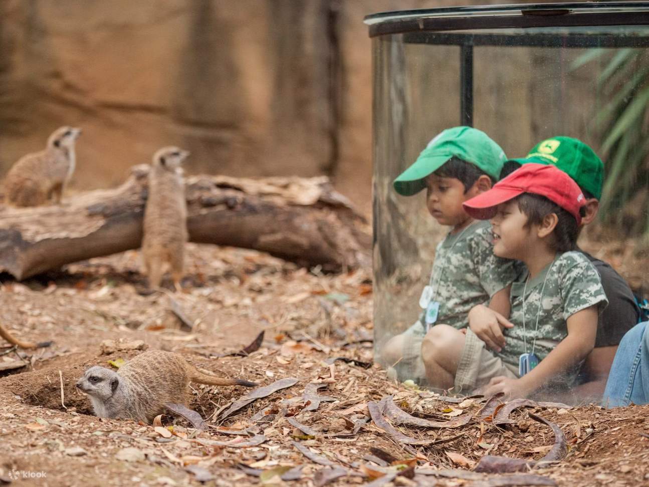 納什維爾動物園快速通道門票