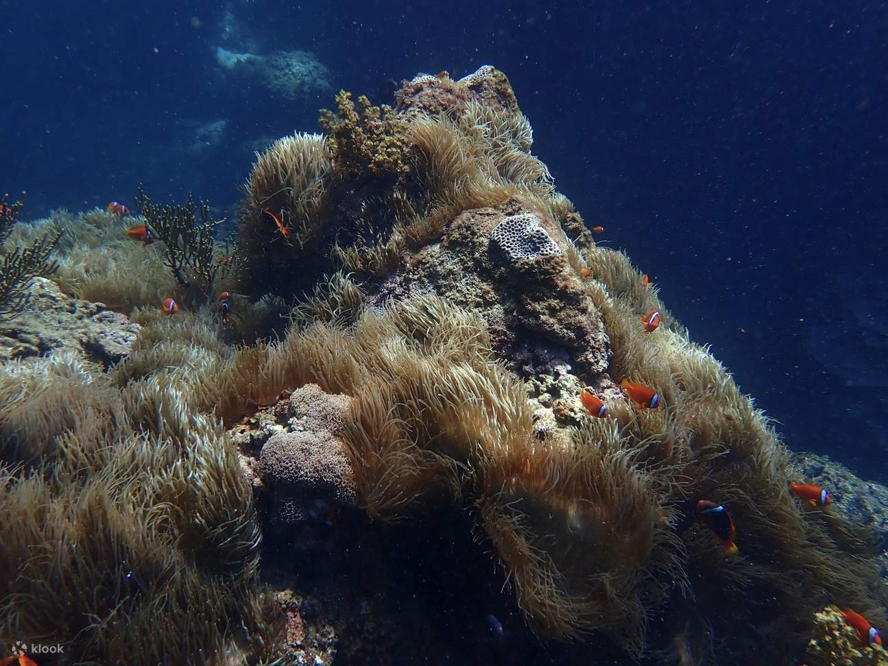 眠れる森の美女古道＋仙人疊石 シュノーケリングツアー