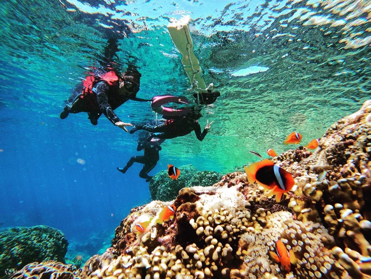 Snorkelers watching clownfish
