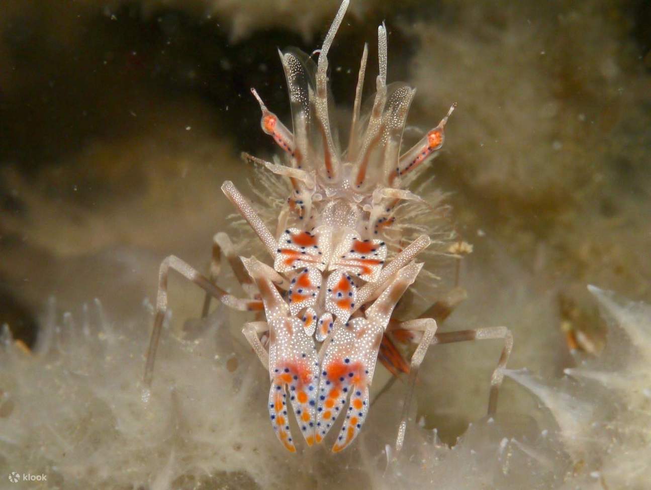 Dari terumbu karang yang menakjubkan hingga hidupan laut yang ceria, Perhentian menawarkan pengalaman menyelam yang tidak dapat dilupakan untuk semua