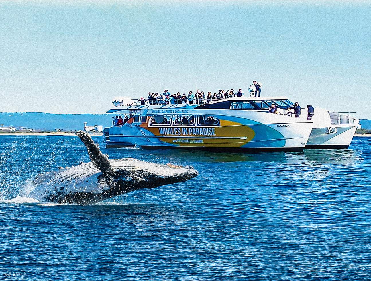 whale-watching-day-trip-from-brisbane-klook-india