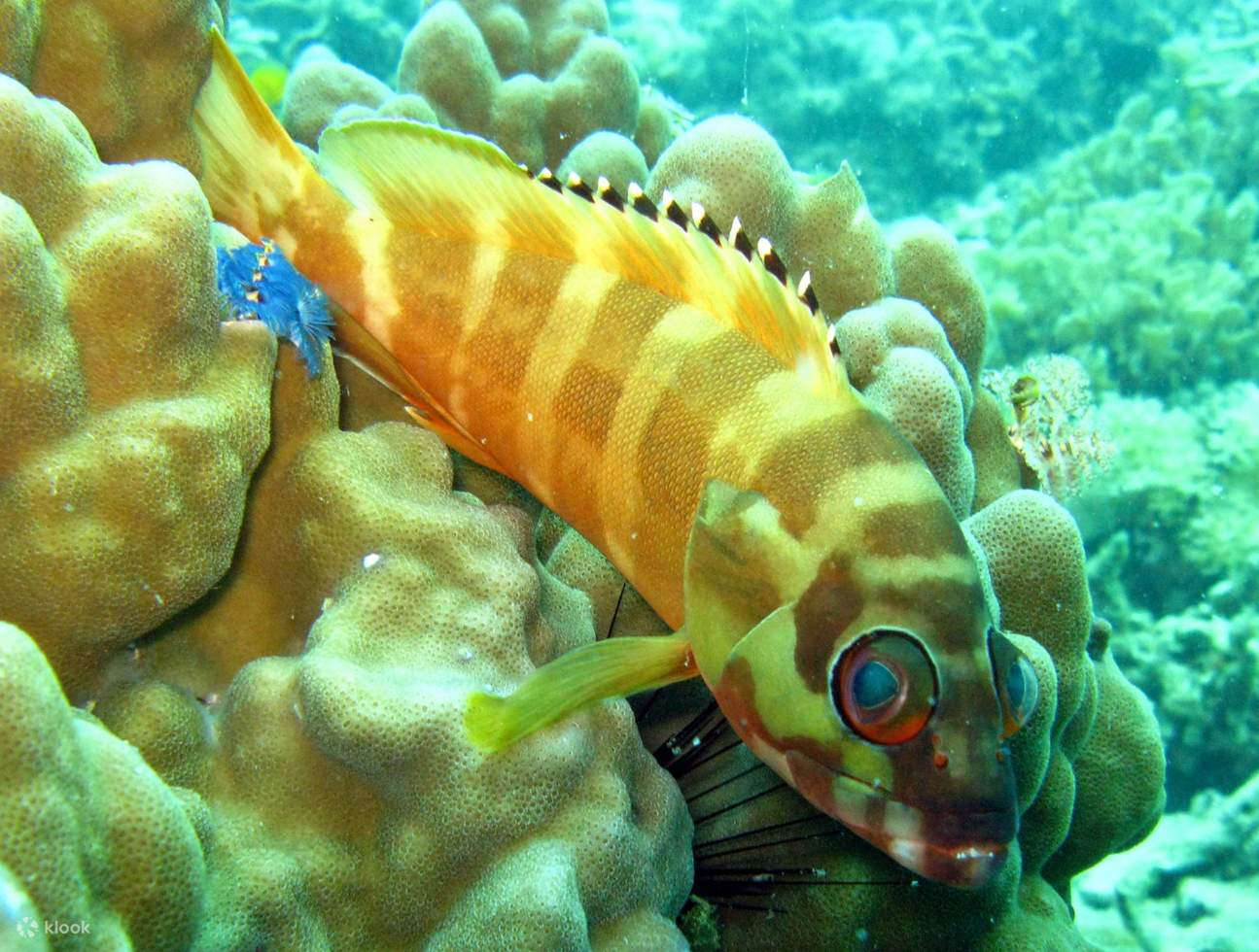 Discover Scuba Diving Course di Koh Samui, Thailand Klook Indonesia