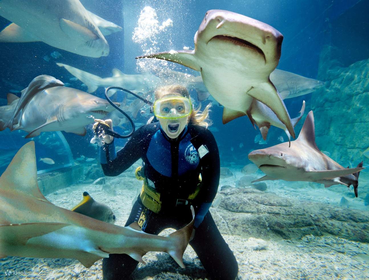 Melbourne SEA LIFE Aquarium Shark Dive Xtreme Experience Klook