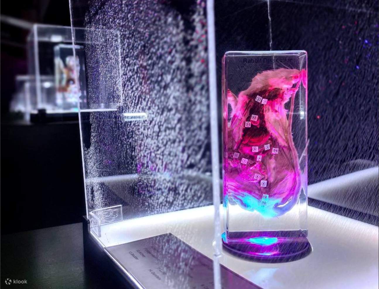 Vé Science XP ở Cebu