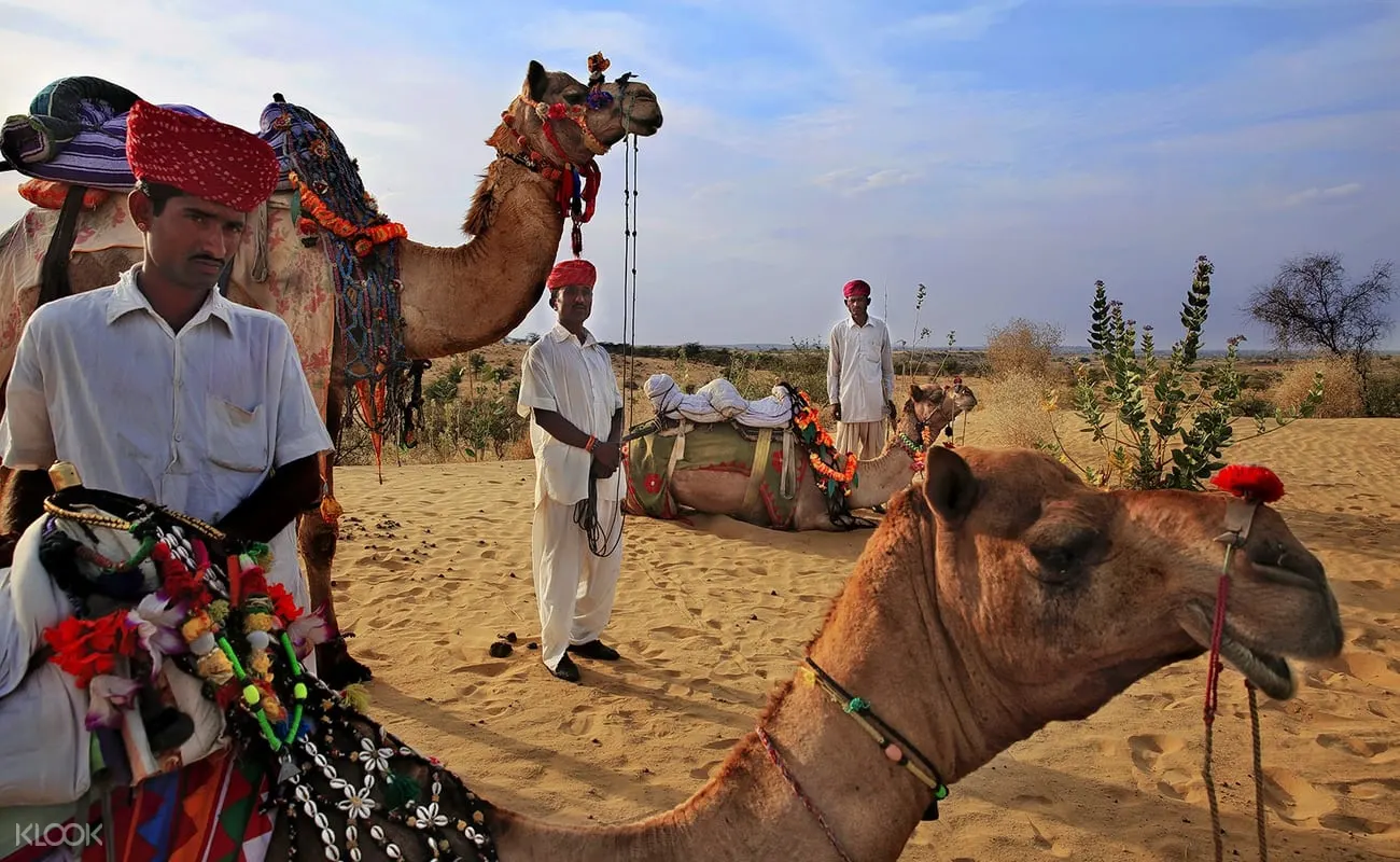 Thar Desert Camel Safari From Jodhpur