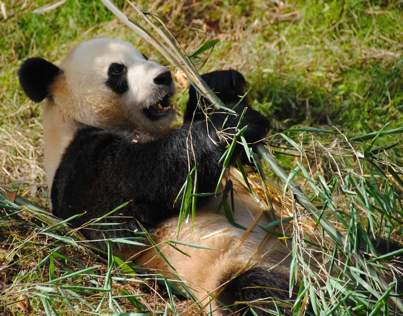 Dujiangyan Panda Keeper Experience Chengdu China