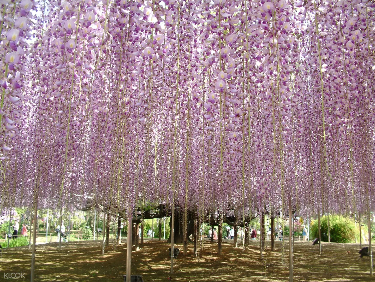 Hitachi Seaside Park Majestic Spring Flower Sites Day Tour Shinjuku Departure From Tokyo Japan Klook Us