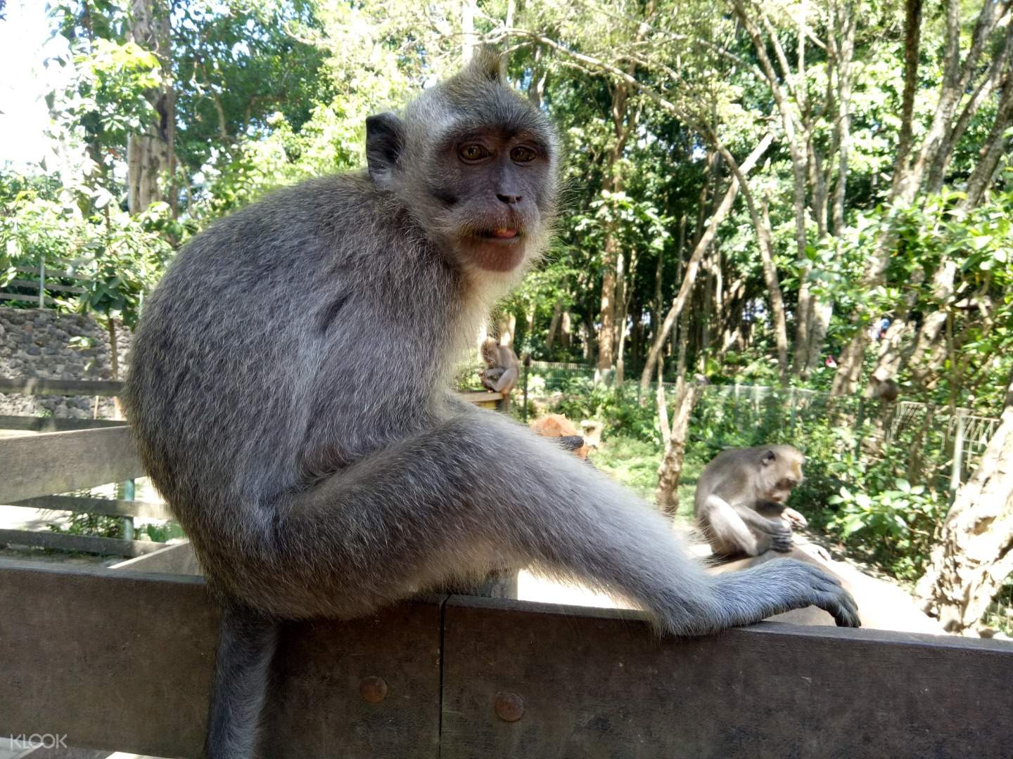 Ubud Monkey Forest And Butterfly Park Half Day Tour Klook Us
