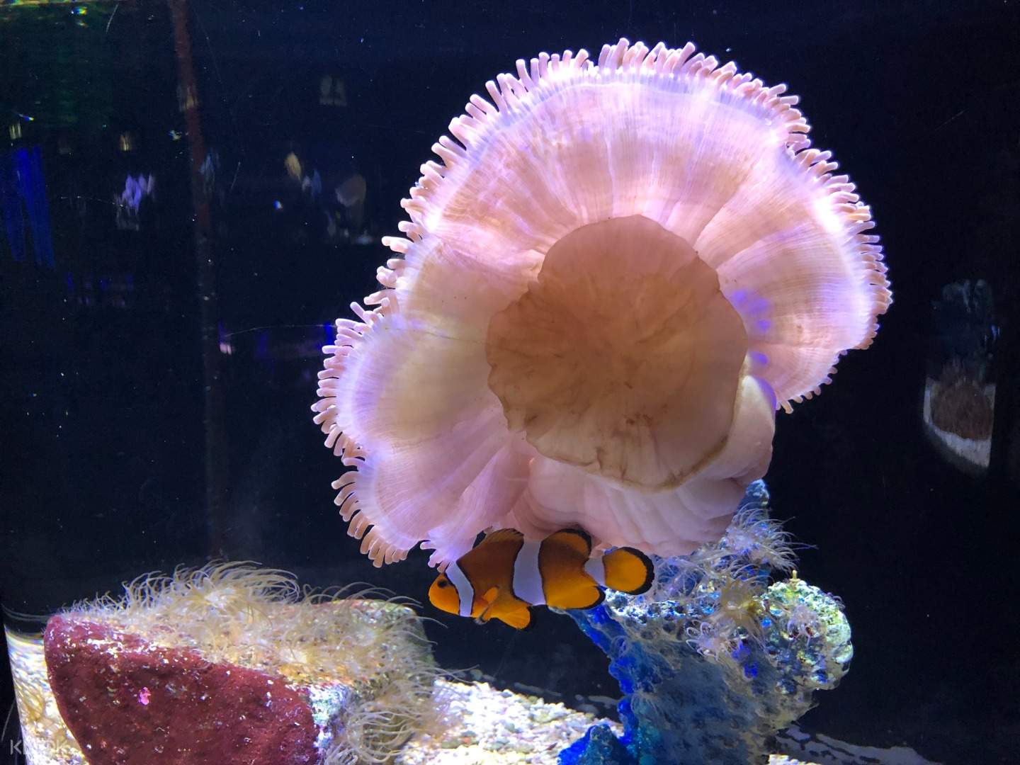 Up To 20 Off Langkawi Underwater World Admission Ticket In Malaysia Klook India