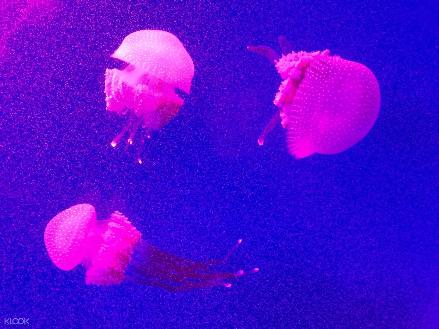 Up To 20 Off Langkawi Underwater World Admission Ticket In Malaysia Klook Philippines