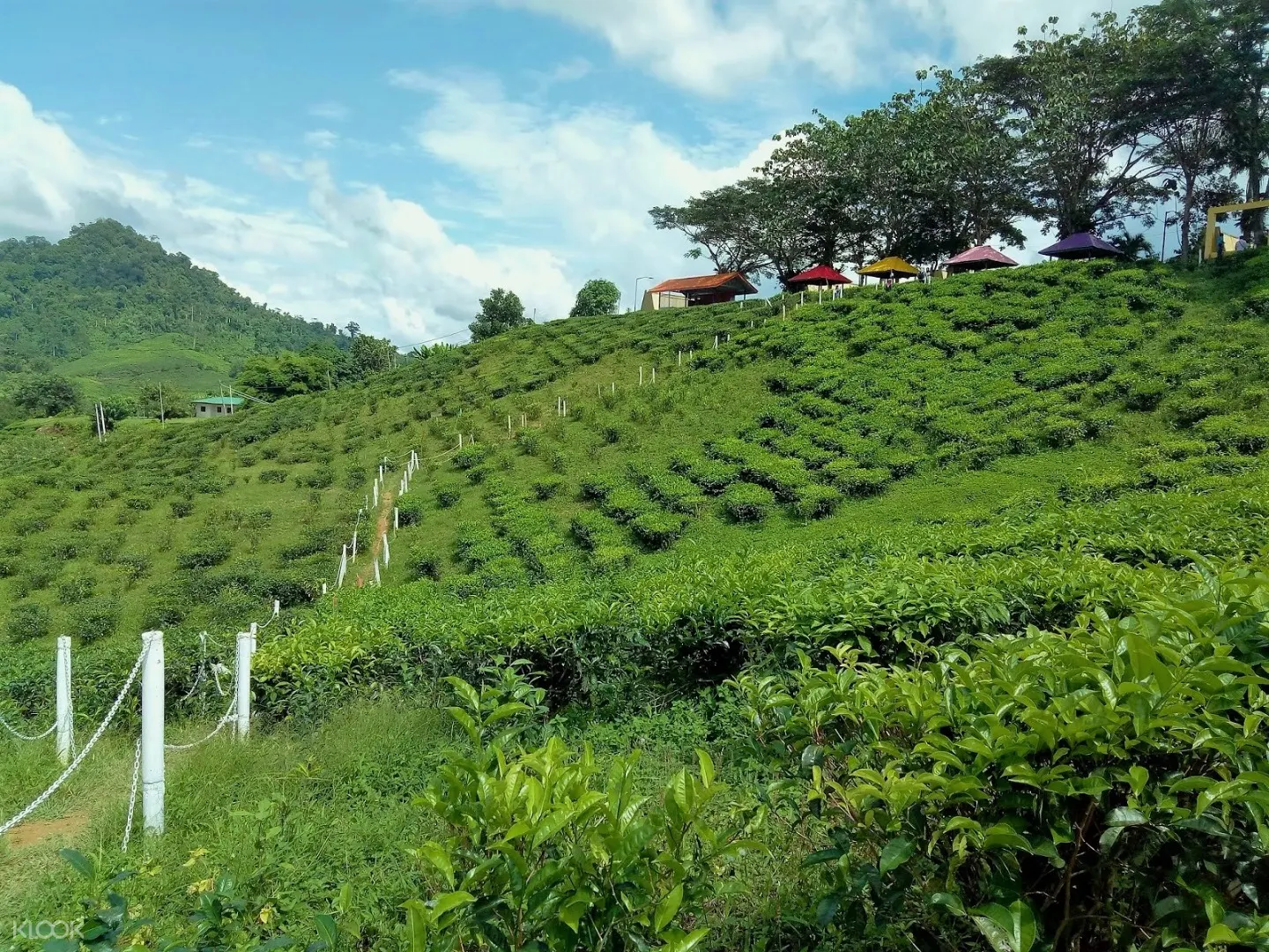 Sabah Tea Garden Tour With Fish Massage Experience In Malaysia Klook Us