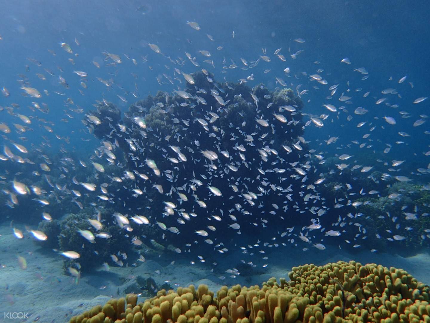 Dolphin Watching Dan Snorkeling Di Guam