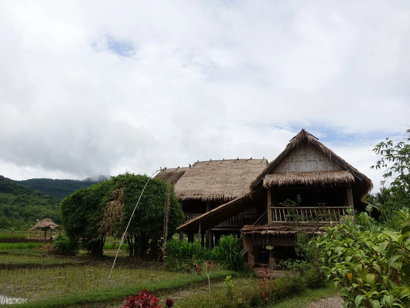 ท วร ชมโครงการนาข าวสาธ ตท เดอะ ล ฟว ง แลนด คอมพาน the living land company หลวงพระบาง ลาว