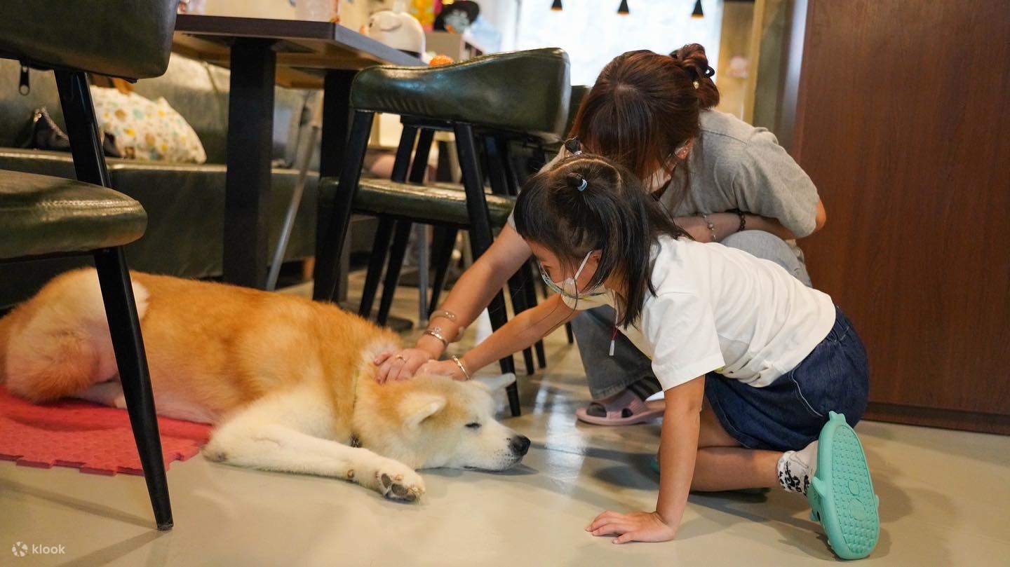 On Dog Dog Cafe Pet Interaction Experience in Hong Kong Klook United  Kingdom