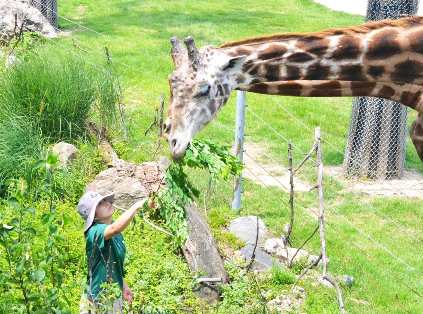 Seoul Land And Seoul Zoo Admission Ticket