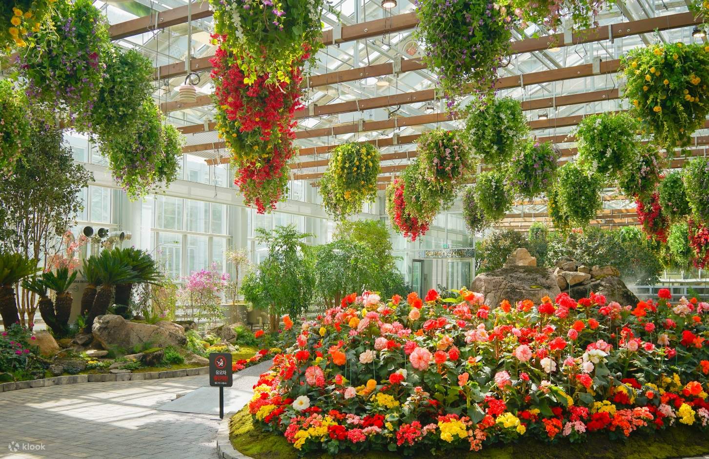 Begonia Garden-Petite&Italian Village-Jara Island Cherry Blossoms - Klook United States
