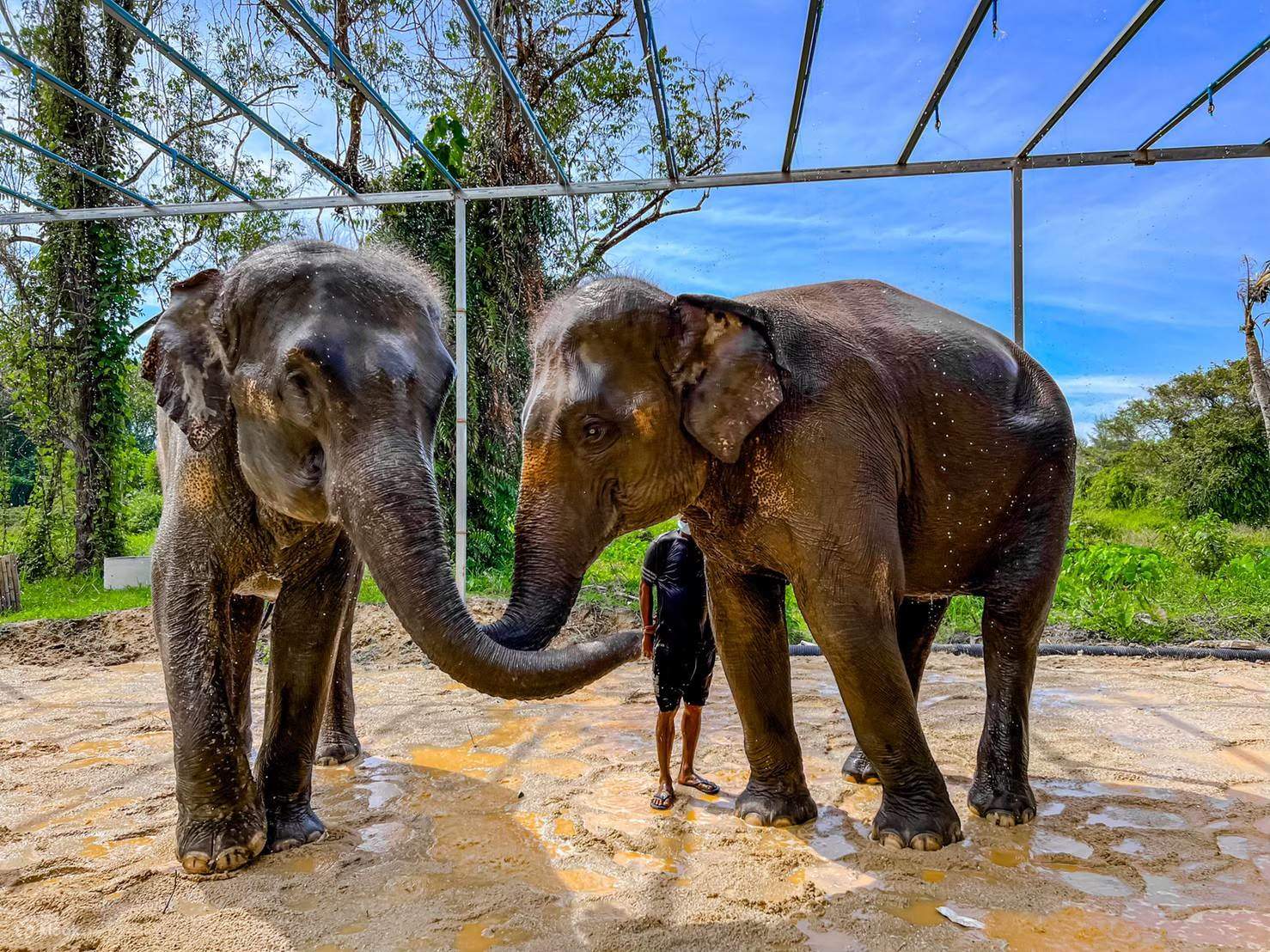 Phuket elephant sanctuary. Phuket elephant sanctuary