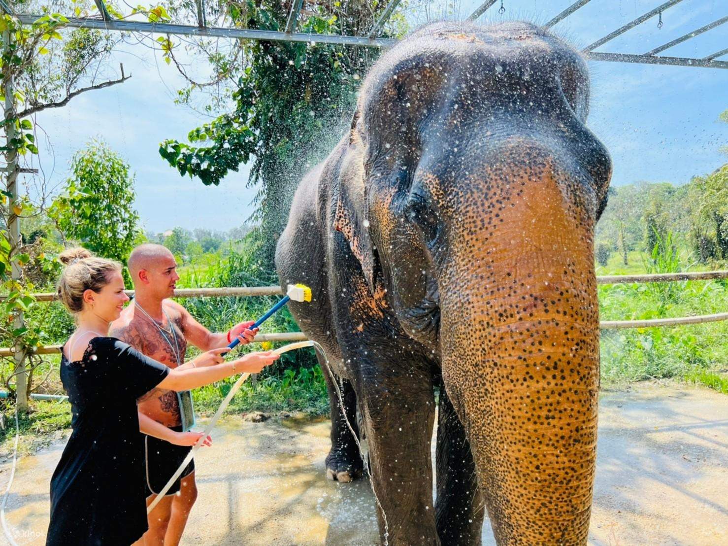 Phuket elephant sanctuary. Phuket elephant sanctuary