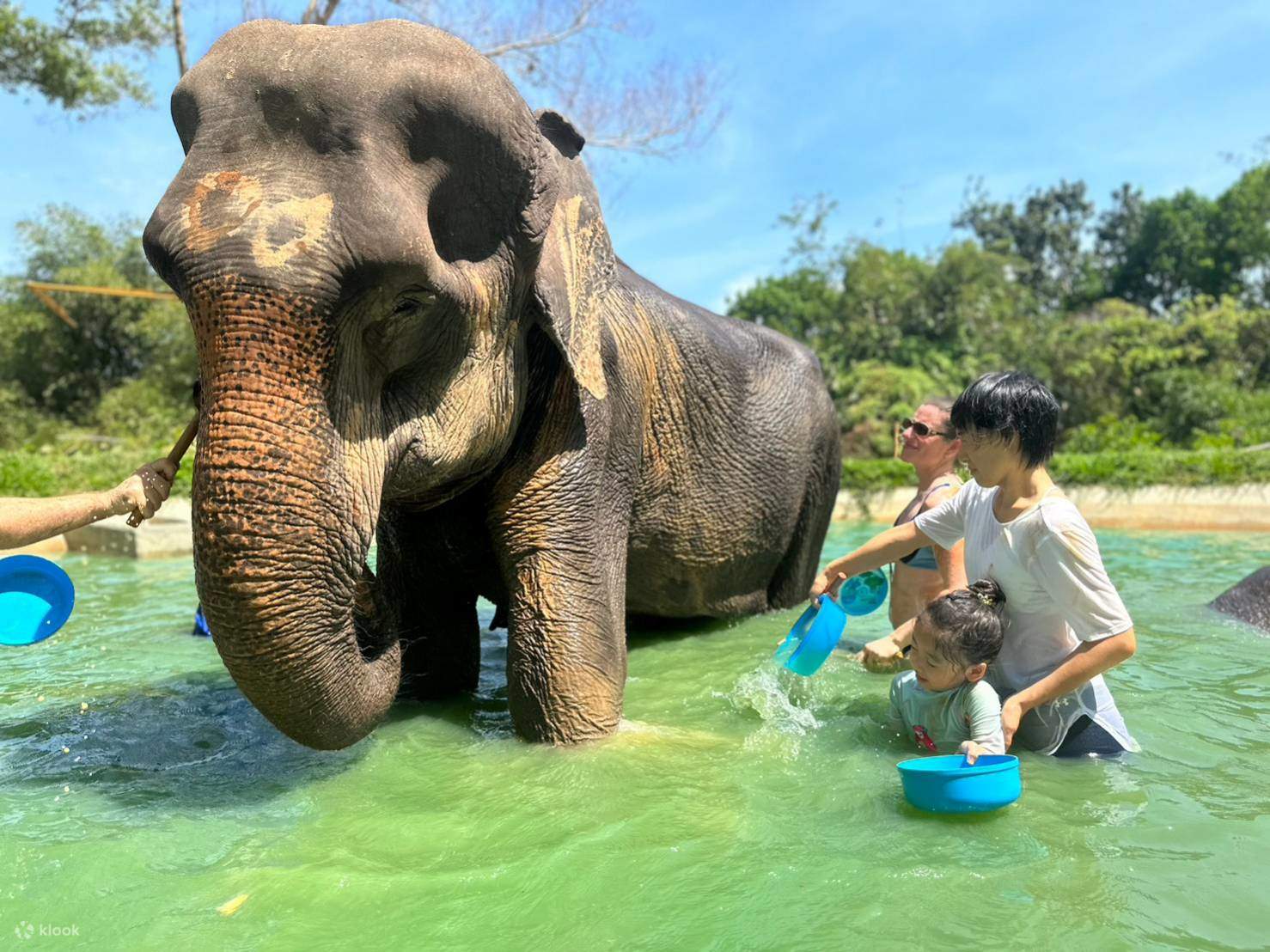 Phuket elephant sanctuary. Phuket elephant sanctuary
