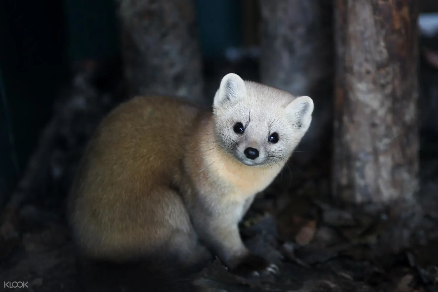 旭山動物園 入園チケットの予約 Klook クルック