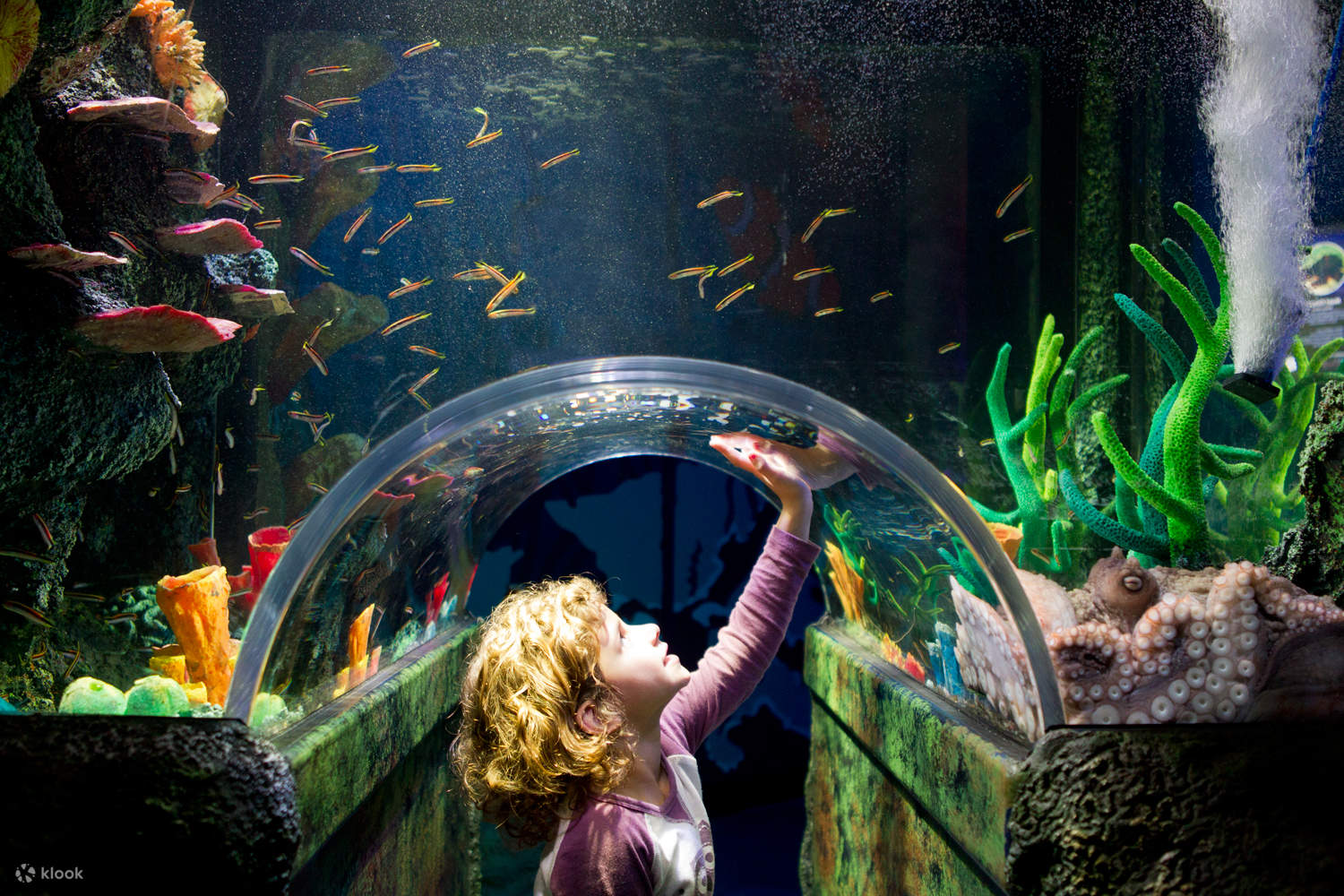 Melbourne Sea Life Aquarium Legoland Discovery Centre Attraction Pass Klook