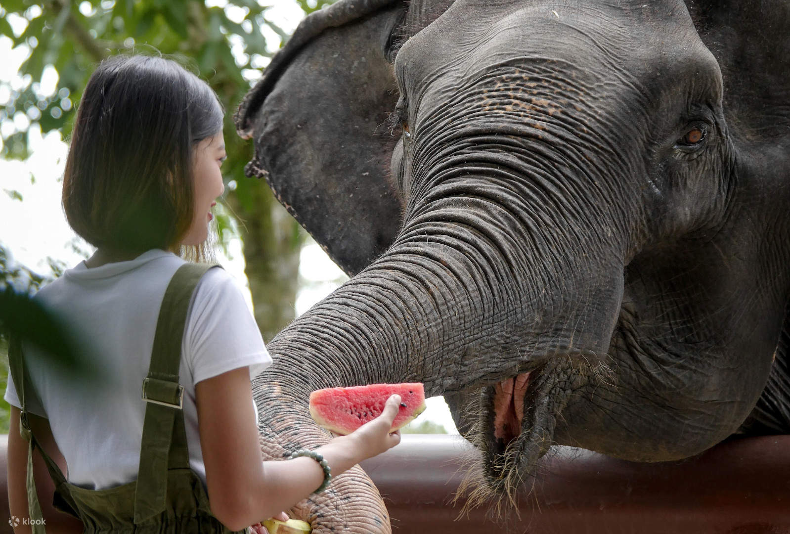 asian elephants thailand
