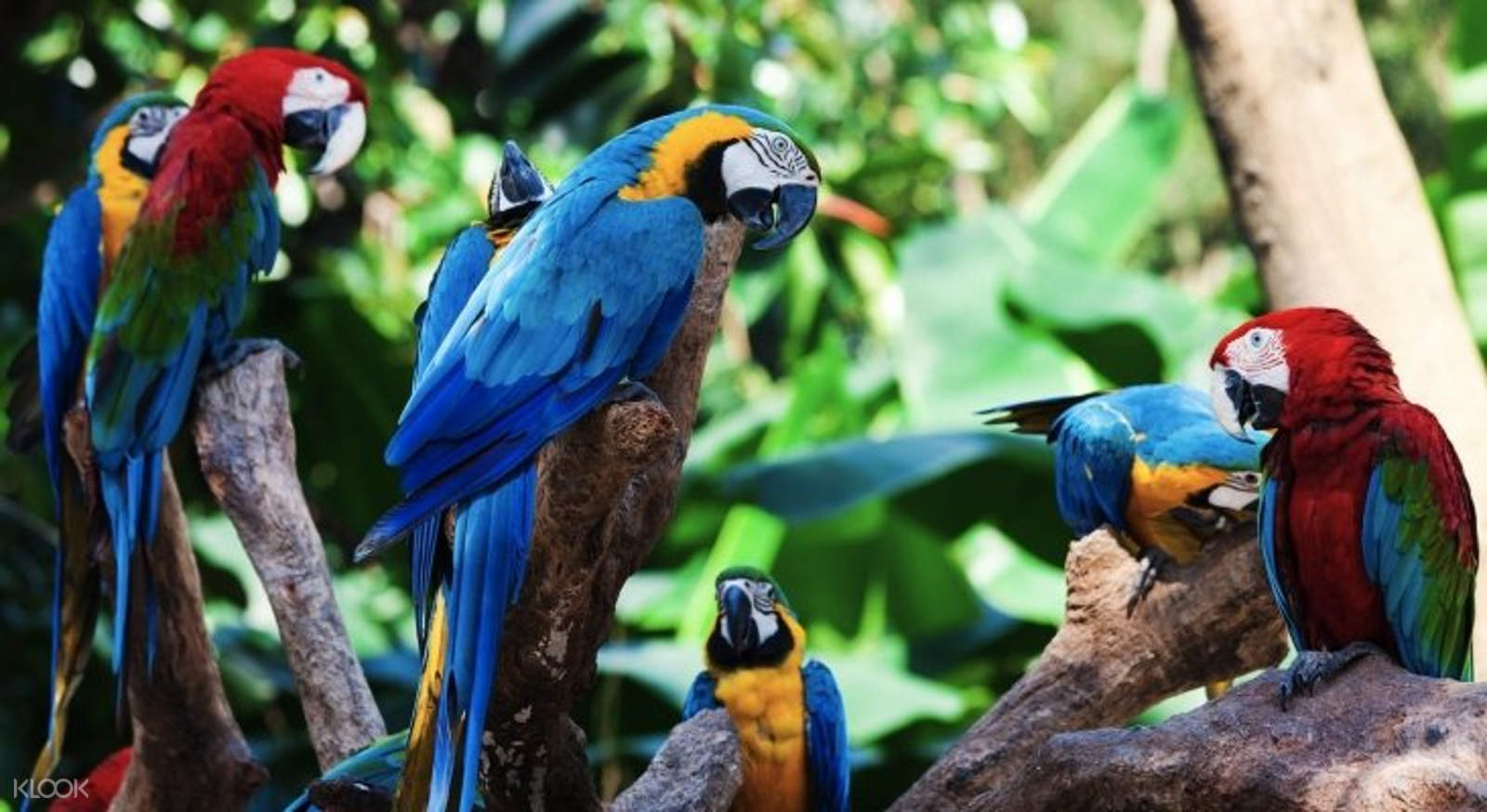 Loro Parque Admission Ticket In Tenerife Klook Hong Kong