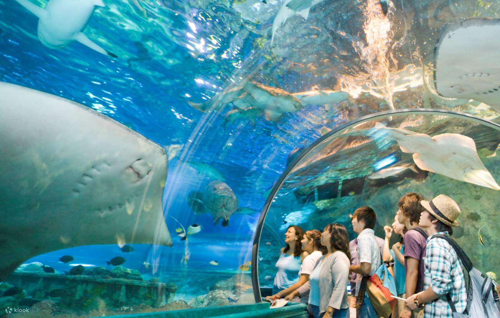 UnderWater World Ocean Safari Admission Ticket in Guam, USA - Klook Underwater World Ocean Safari Admission Ticket In Guam, Usa - Klook