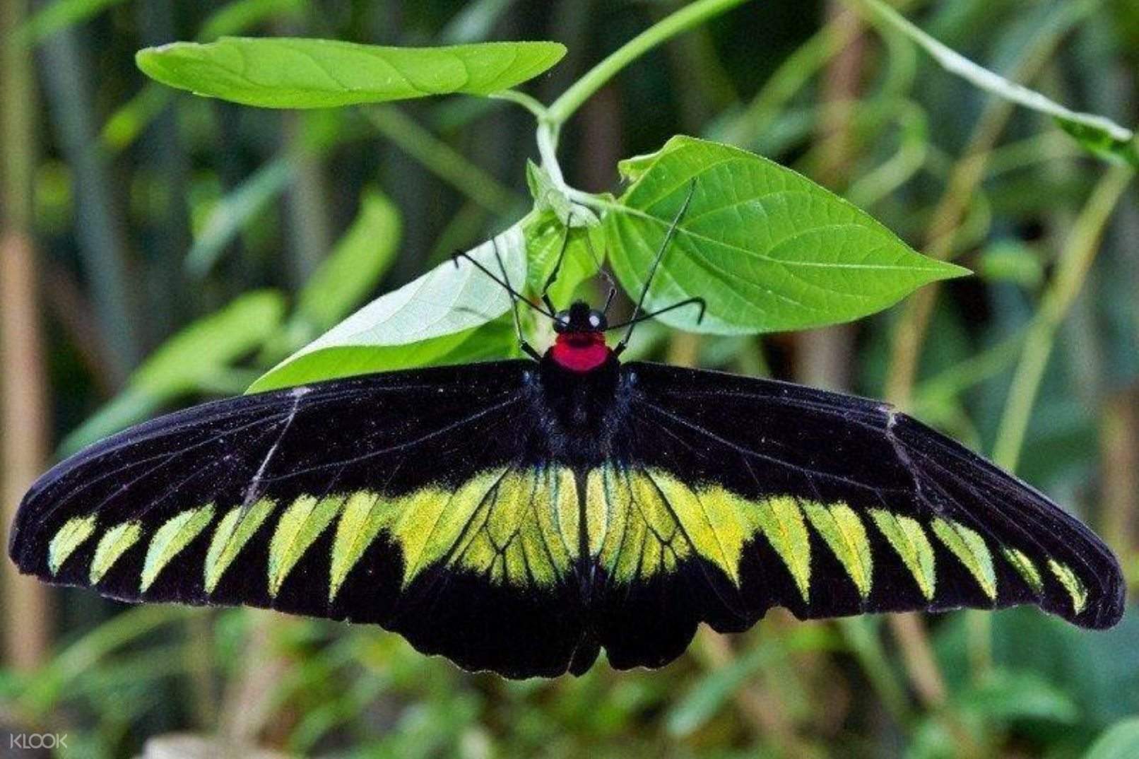 Cameron Highlands Private Car Charter For Strawberry Farm Butterfly Farm And More From Kuala Lumpur Klook Malaysia