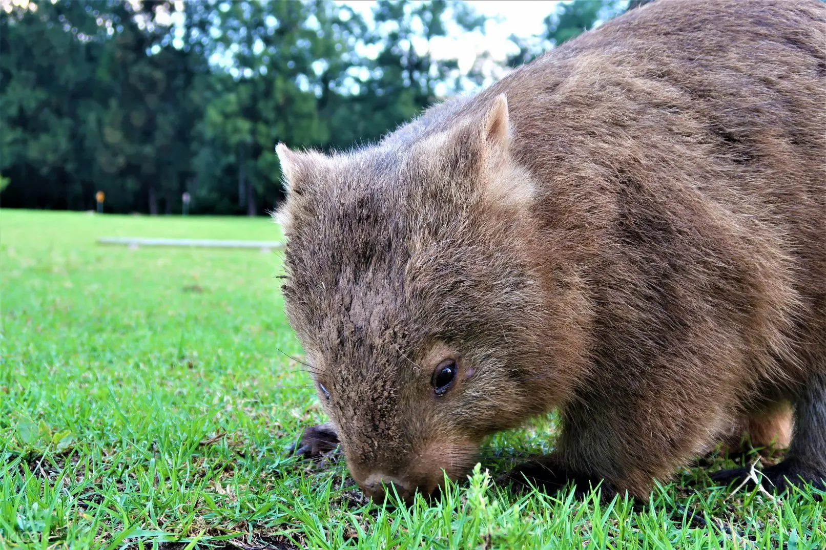 Walking With Wombats And Waterfalls Day Tour From Sydney Klook Images, Photos, Reviews