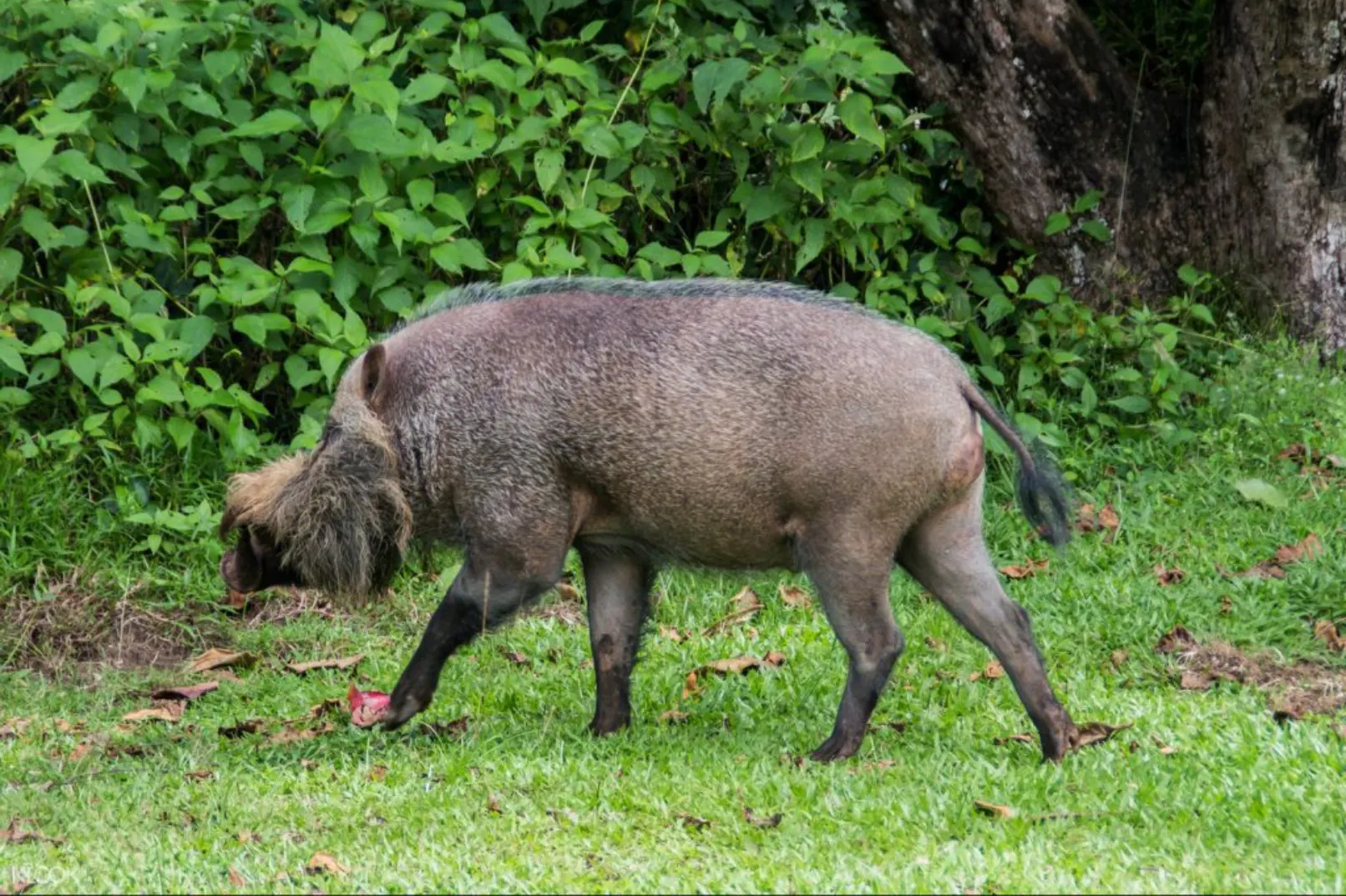 Bako National Park Discover Sarawak S Oldest Nature Park Justgo Travel