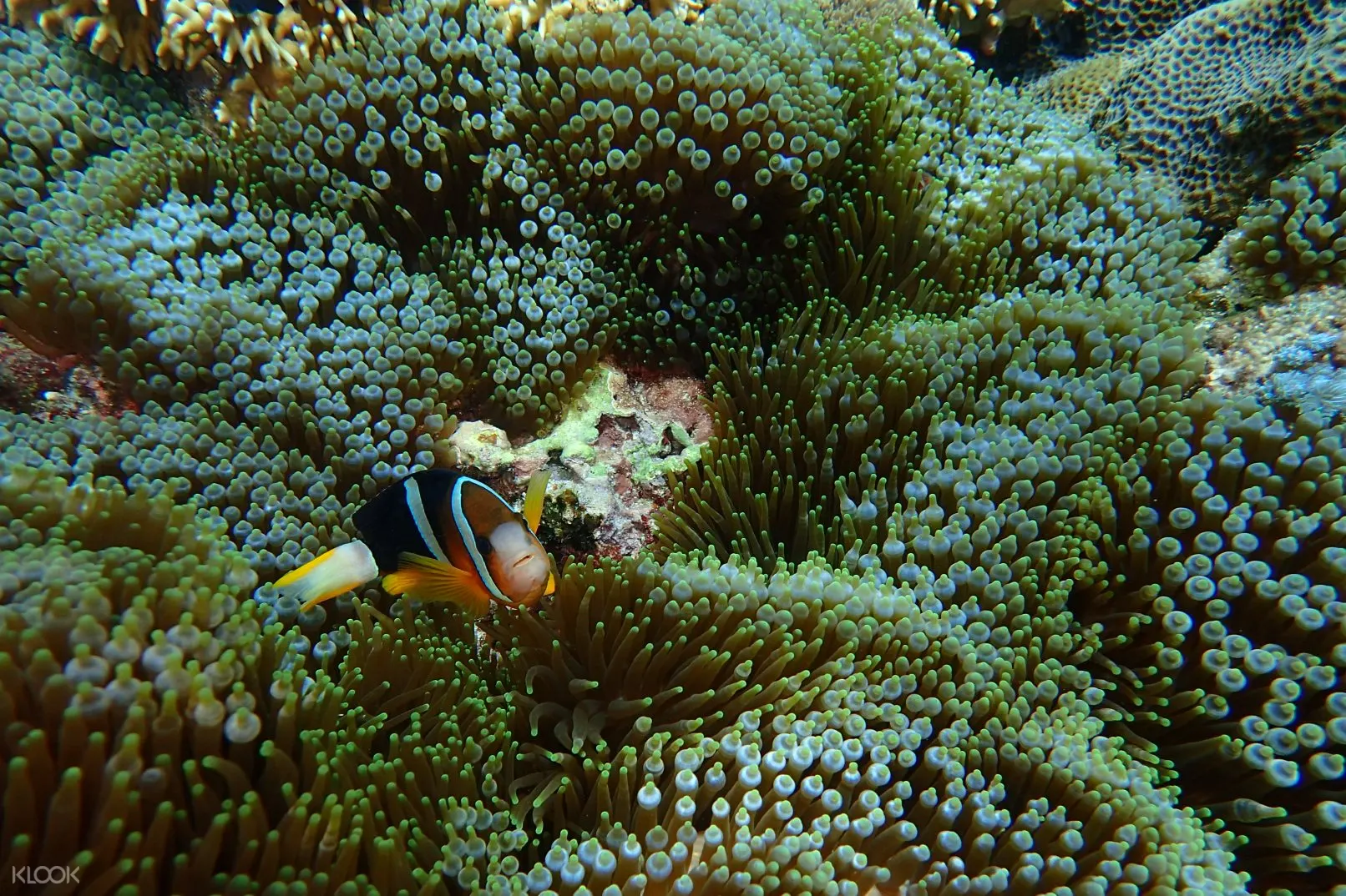 绿岛浮潜体验 南寮 柴口 Klook客路中国