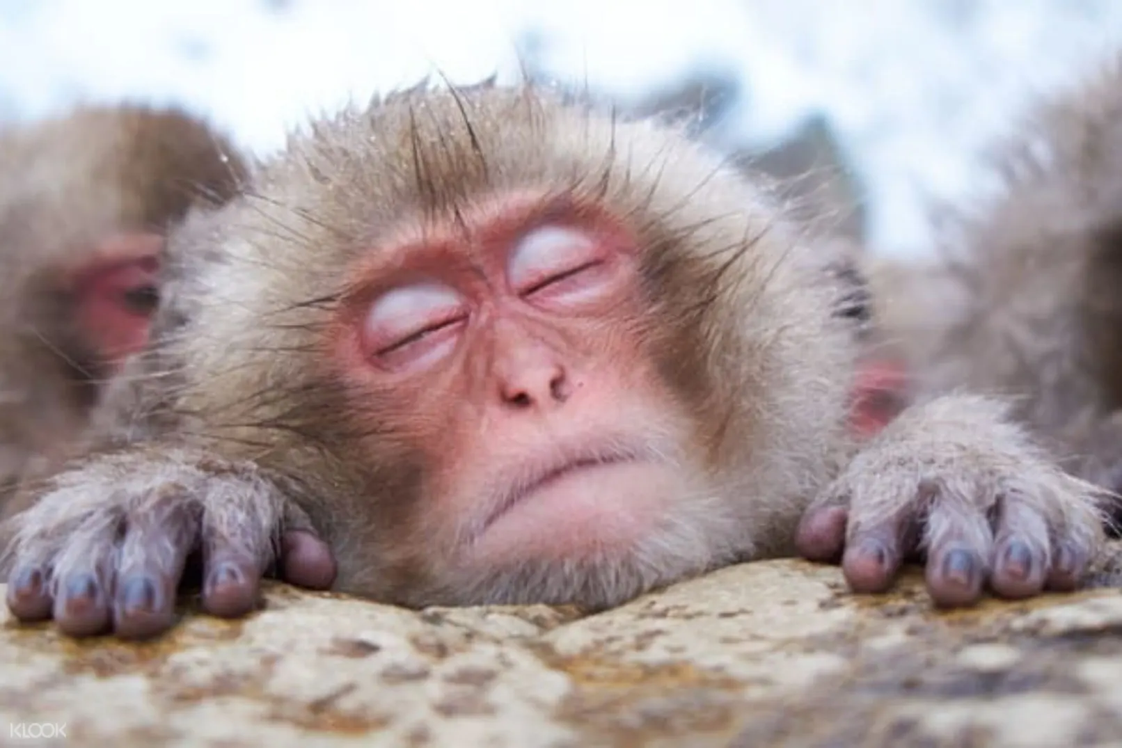 2d1n Jigokudani Monkey Park And Shirakawa Go Tour In Nagano Klook