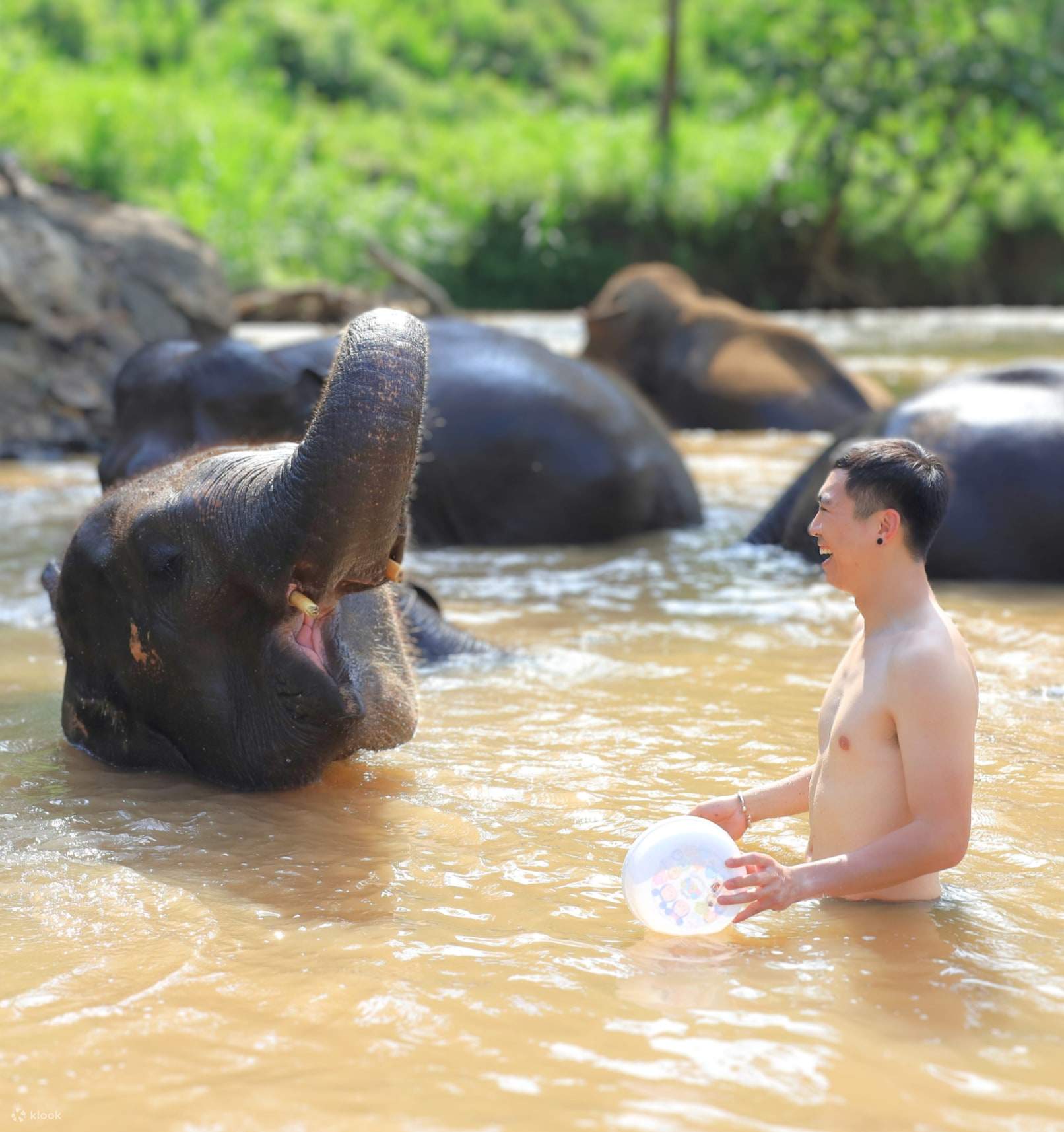 Elephant Jungle Sanctuary Пхукет. Слон купается. Живой слон. Тайланд слоники купаются. Green elephant sanctuary
