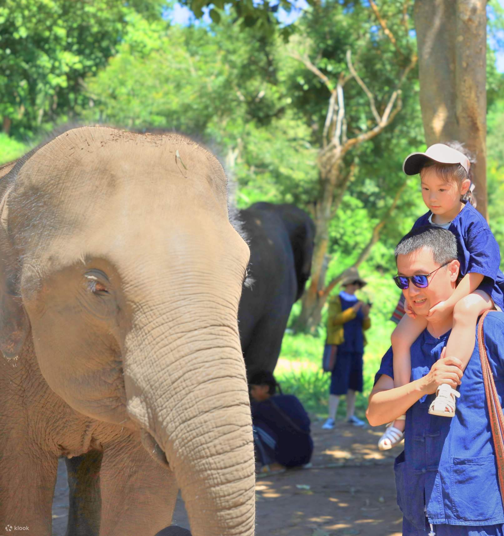 Тайгер кингдом Пхукет. Тигр кингдом Пхукет. Слоны Мои друзья. Phuket Elephant Sanctuary. Green elephant sanctuary
