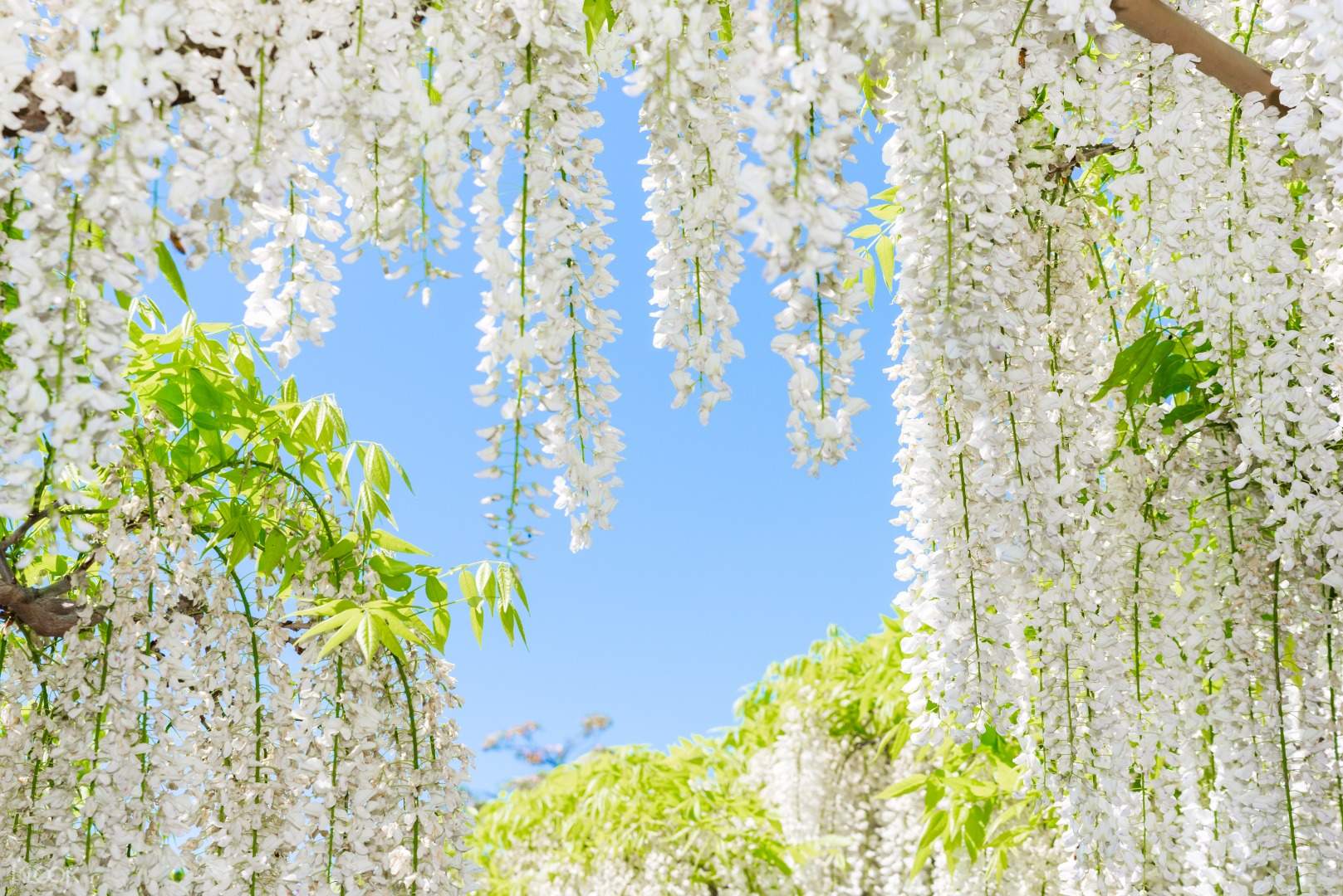 Klook獨家 國營常陸海濱公園 足利花卉公園 偕樂園一日遊 Klook客路台灣 Klook獨家 國營常陸海濱公園 足利花卉公園 偕樂園一日遊 Klook客路台灣
