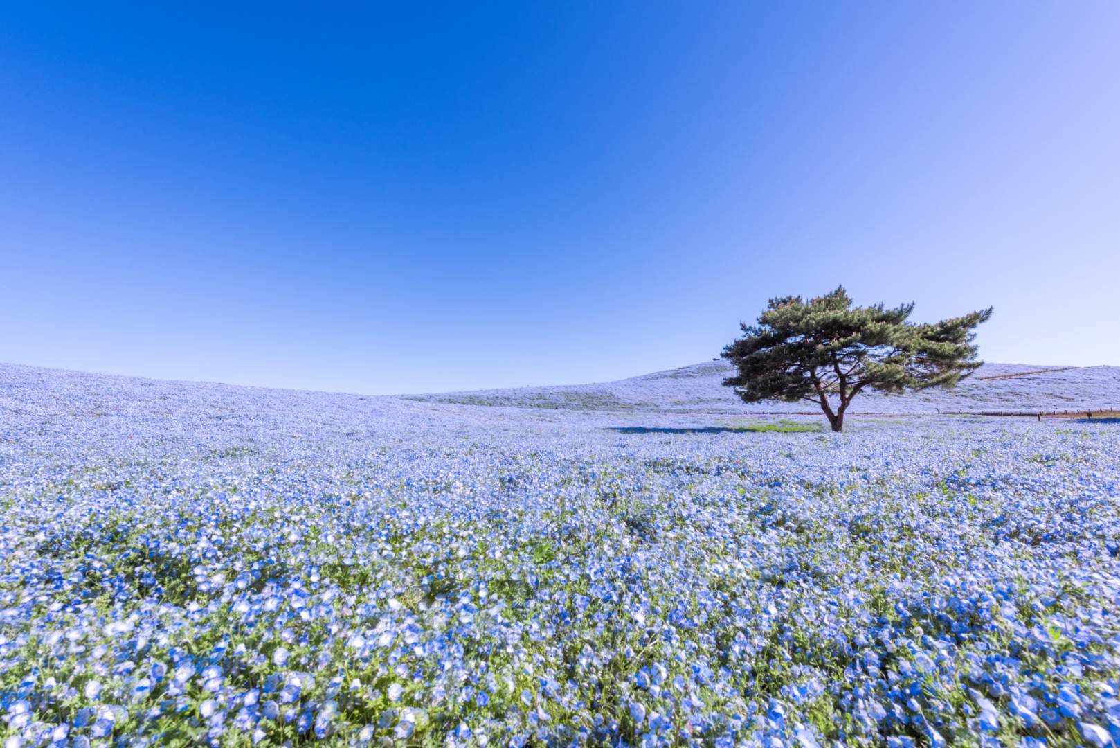 Klook獨家 國營常陸海濱公園 足利花卉公園 偕樂園一日遊 Klook客路台灣