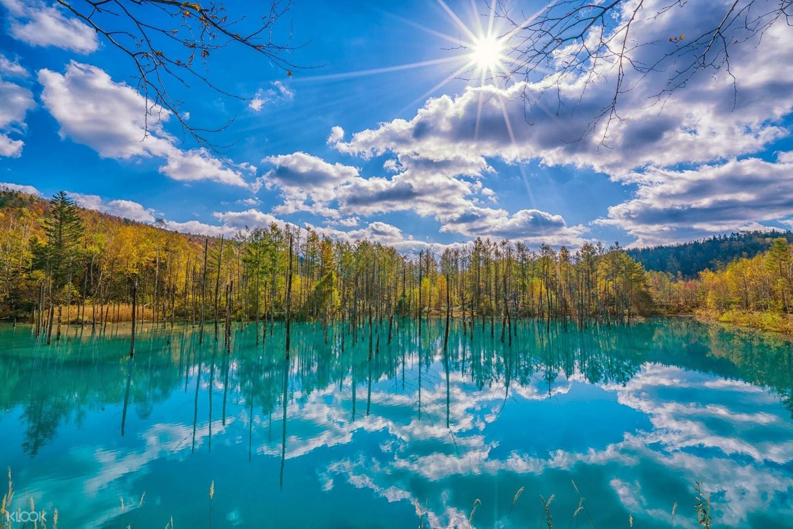 hokkaido day tour from sapporo asahiyama zoo shirogane blue pond and more