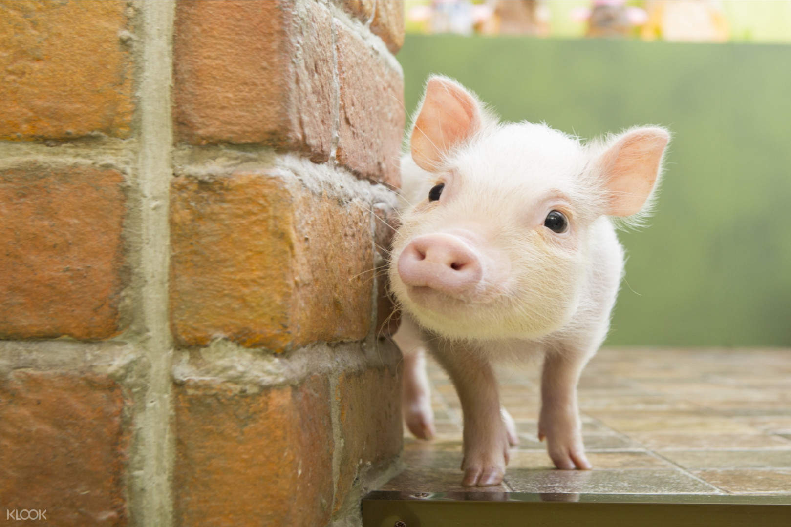 Micro Pig Cafe Experience In Harajuku