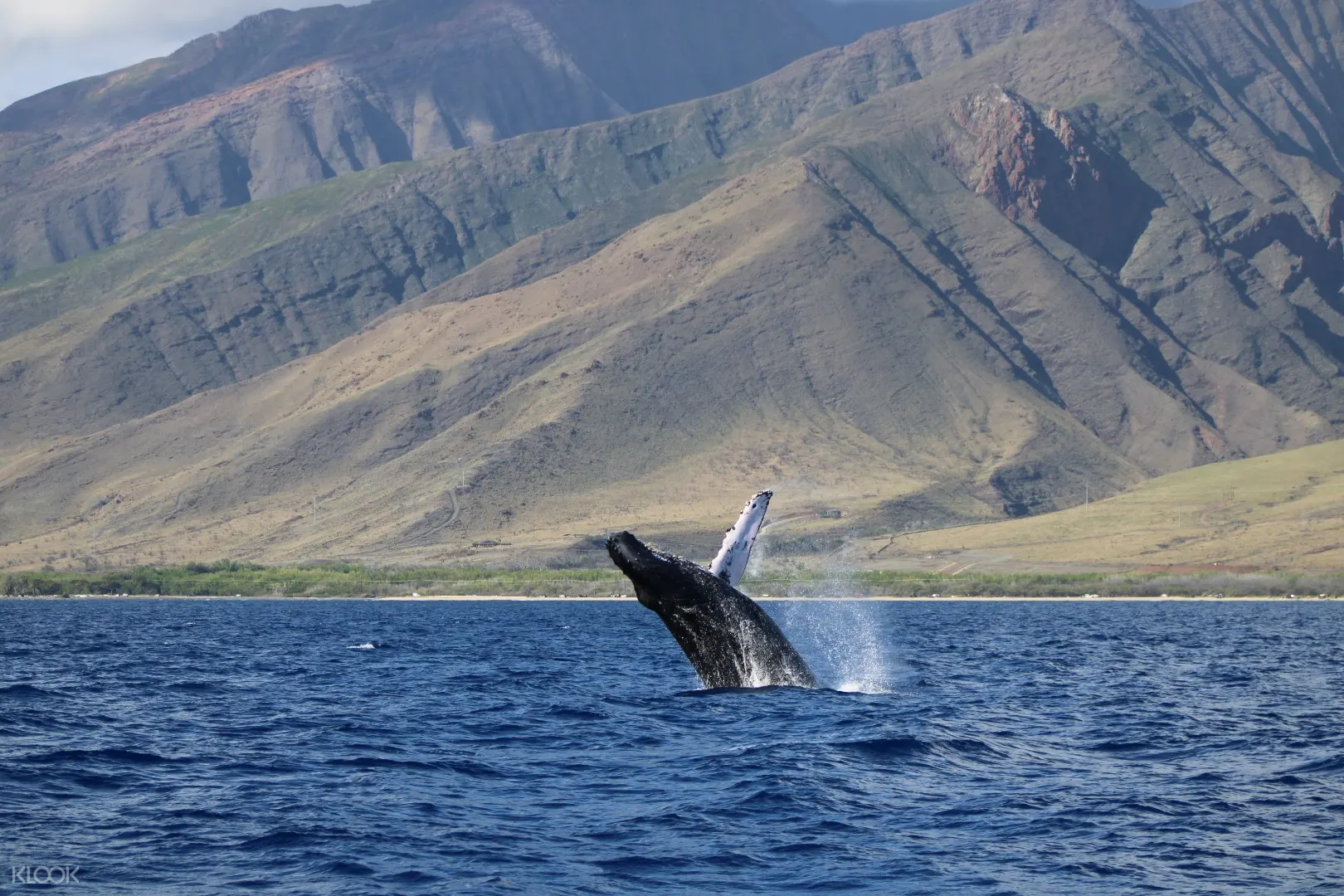 Snorkeling And Whale Watching Experience In Maui