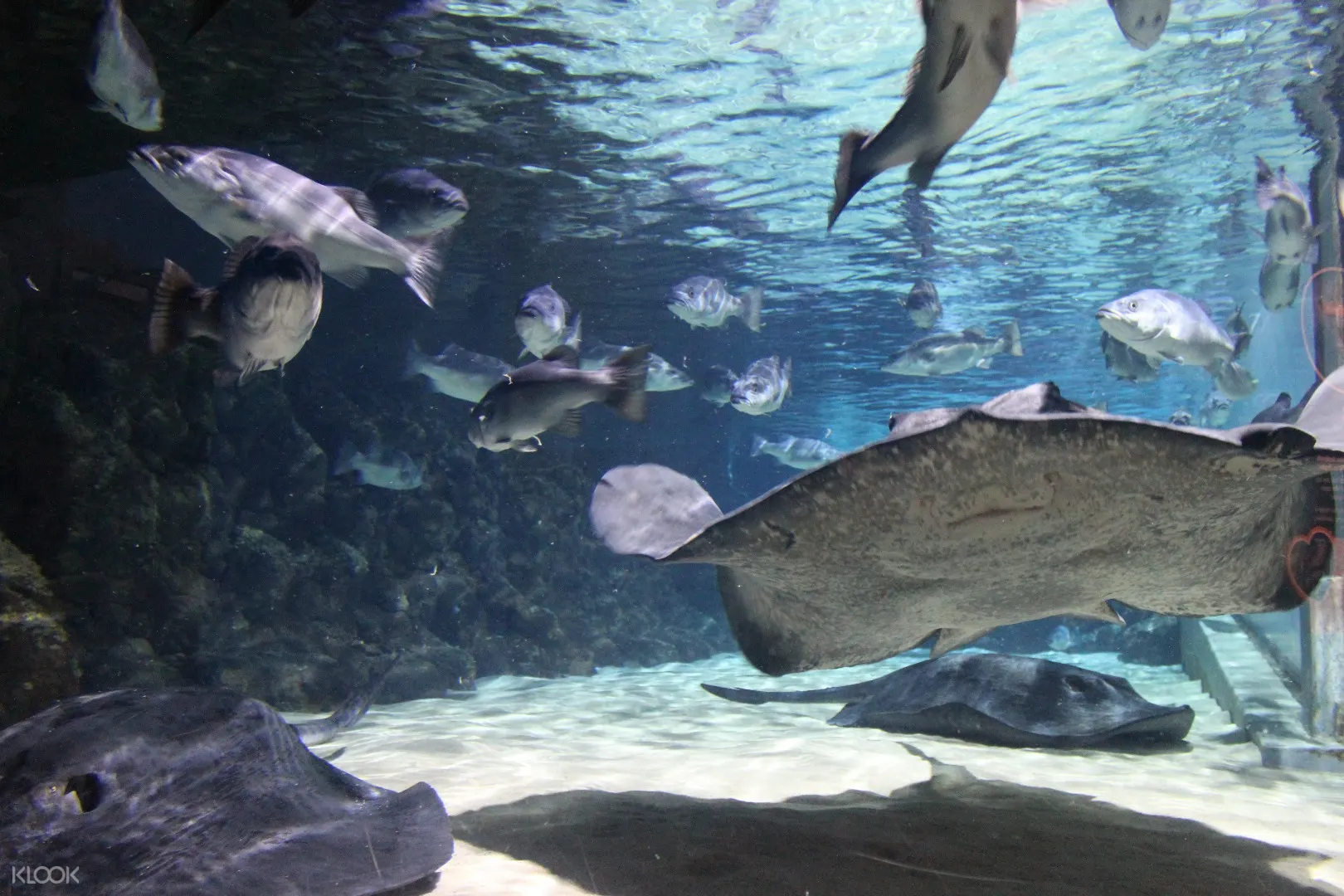 奥克兰凯莉 塔尔敦海洋生物水族馆门票 Klook客路中国 奥克兰凯莉 塔尔敦海洋生物水族馆门票 Klook客路中国