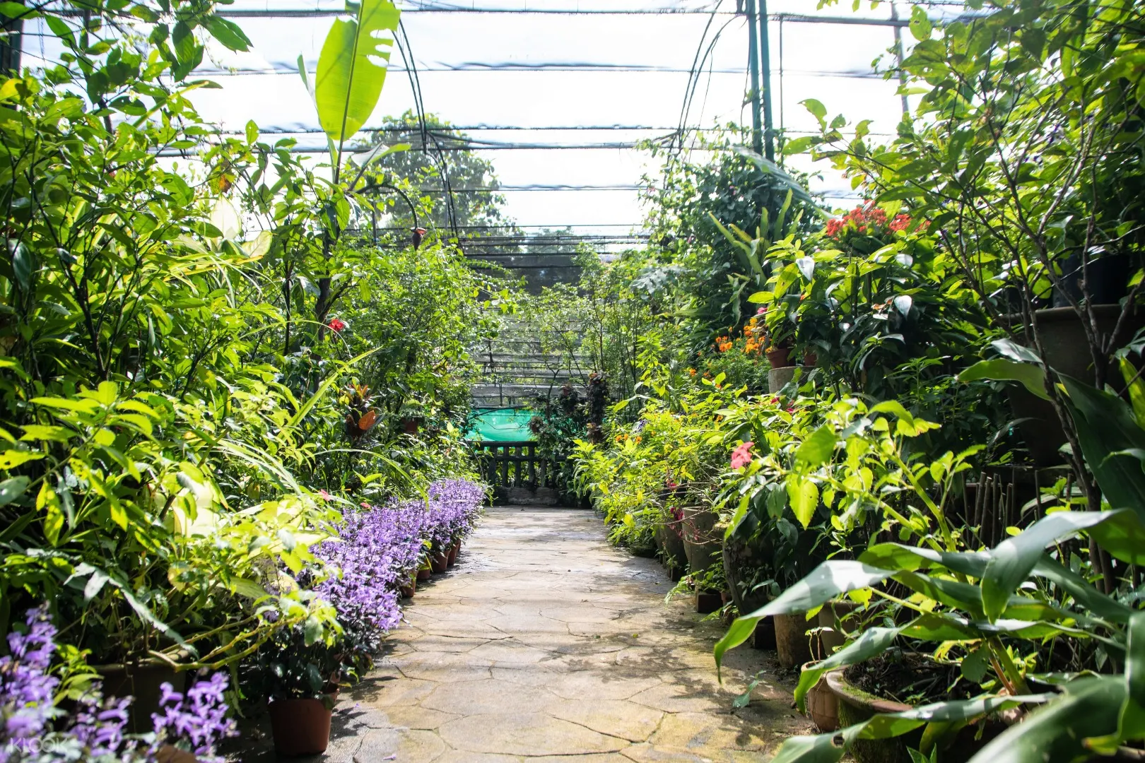 Up To 10 Off Private Kuala Lumpur Bird Park Butterfly Park Orchid And Hibiscus Garden Tour Klook Singapore