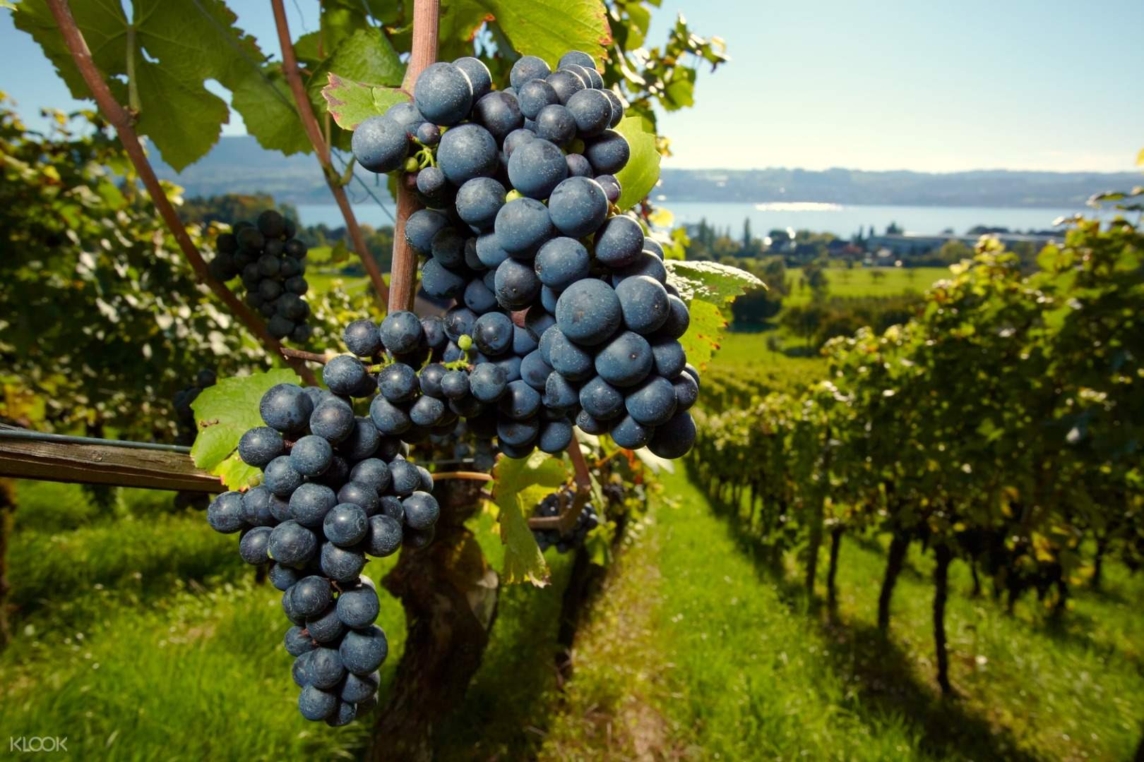 Medoc Region Full Day Winery Tour Dari Bordeaux Di Prancis