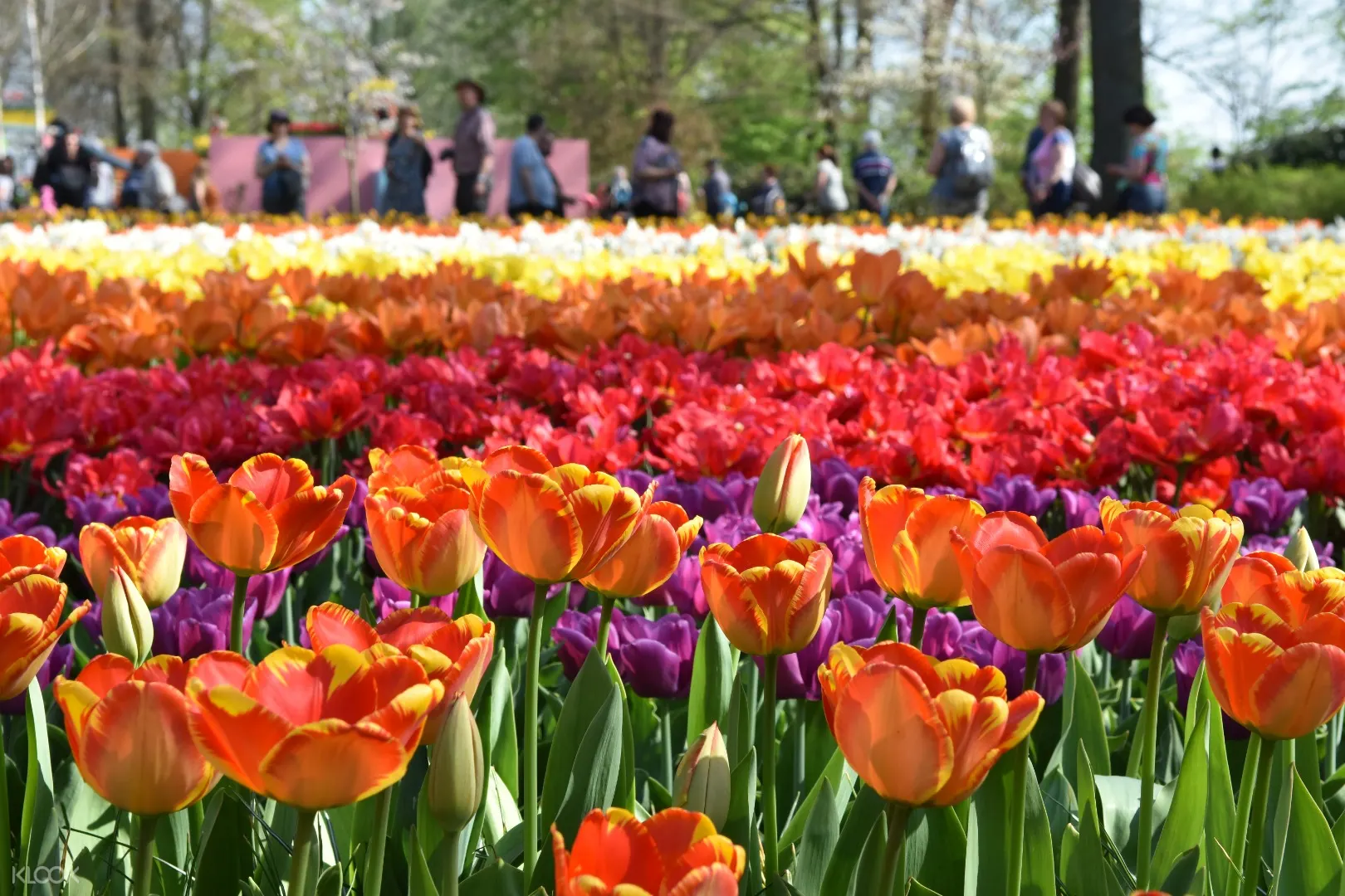 keukenhof flower fields, volendam & zaanse schans day tour